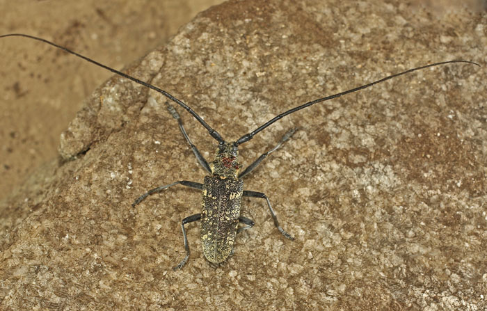 A Cermbycidae from Bulgari: Monochamus galloprovincialis, maschio